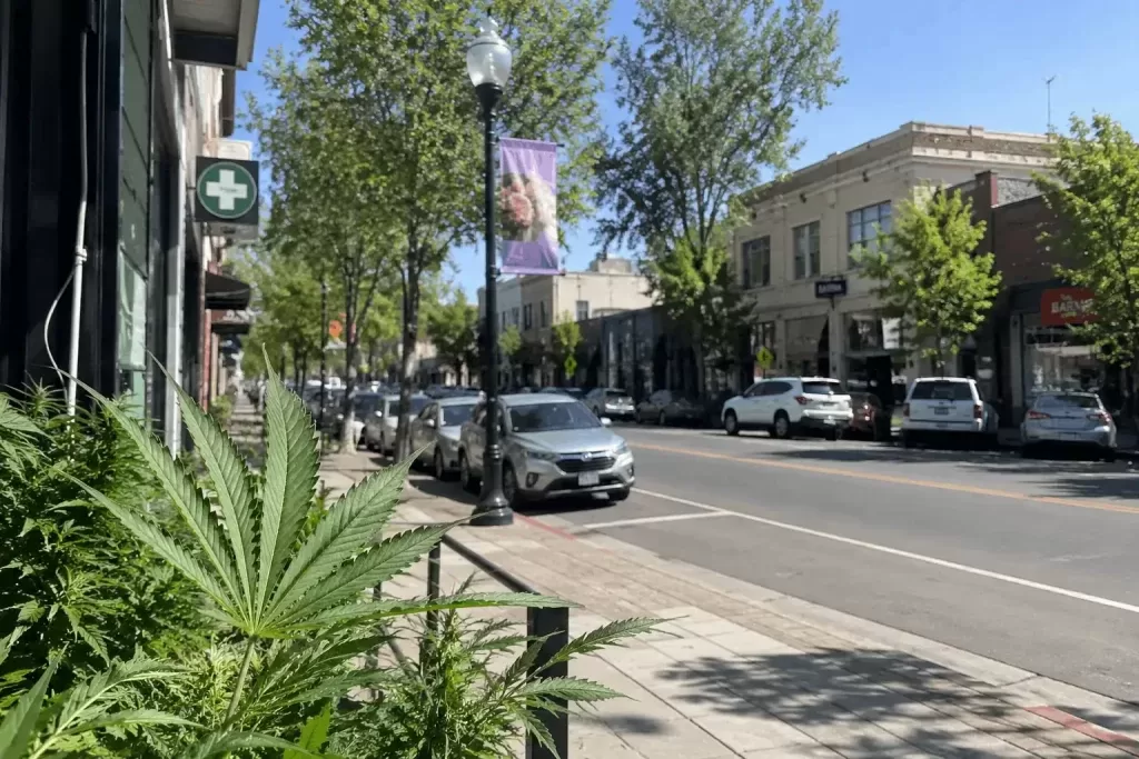 Santa Rosa Dispensary Density and Access Report